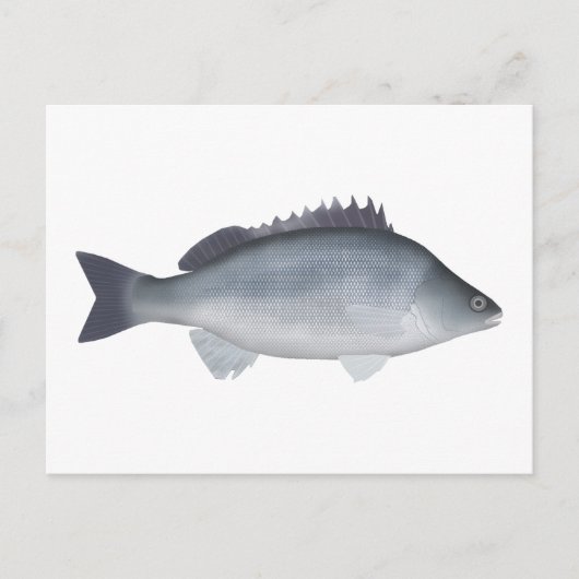 Carte Postale Perche d'argent (Devant)