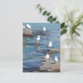 Carte Postale Perche De Mouettes, Duluth De Perche De Mouettes,  (Debout devant)