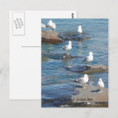 Carte Postale Perche De Mouettes, Duluth De Perche De Mouettes,  (Devant / Derrière)