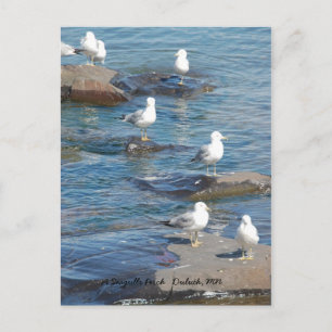 Carte Postale Perche De Mouettes, Duluth De Perche De Mouettes, 