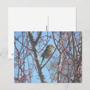 Carte postale - Perche de ressort