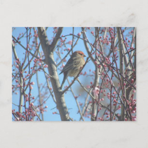 Carte postale - Perche de ressort