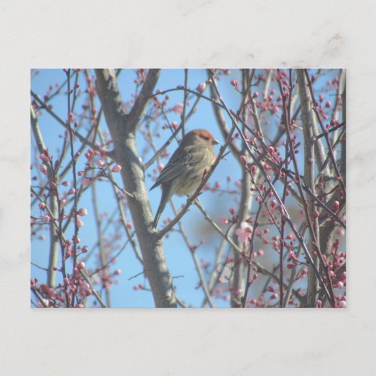 Carte postale - Perche de ressort (Devant)