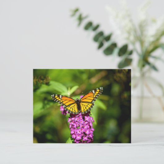 Carte Postale Perche pourpre (Papillon Viceroy) (Debout devant)