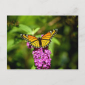 Carte Postale Perche pourpre (Papillon Viceroy) (Devant)