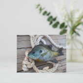 Carte Postale Perche soleil sur quai et corde (Debout devant)