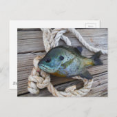 Carte Postale Perche soleil sur quai et corde (Devant / Derrière)