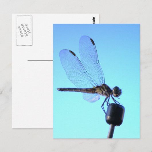Carte postale perchée de libellules (Devant / Derrière)