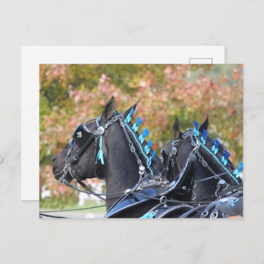 Carte postale Percheron (Devant / Derrière)