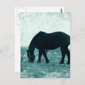 Carte Postale Percheron d'hiver (Devant / Derrière)