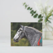 Carte Postale Percheron jument de cheval (Debout devant)