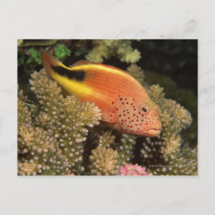 Carte Postale Perches d'écrevisses sur coraux pierreux