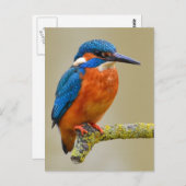 Carte Postale Perching Kingfisher (Devant / Derrière)