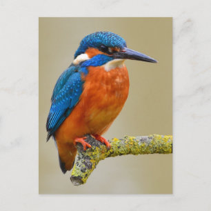 Carte Postale Perching Kingfisher