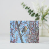 Carte postale - Perchoir printanier (Debout devant)