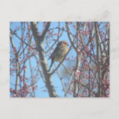 Carte postale - Perchoir printanier (Devant)