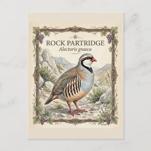 Carte Postale Perdrix bartavelle ,Alectoris Graeca Oiseaux de Ch (Devant)