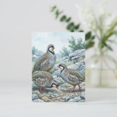 Carte Postale Perdrix bartavelle ,Alectoris Graeca Oiseaux de ch (Debout devant)