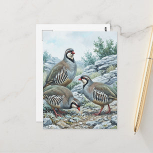 Carte Postale Perdrix bartavelle ,Alectoris Graeca Oiseaux de ch