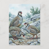 Carte Postale Perdrix bartavelle ,Alectoris Graeca Oiseaux de ch (Devant)