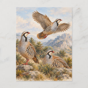 Carte Postale Perdrix Chukar Art