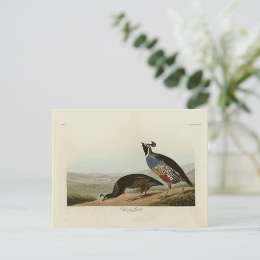 Carte Postale Perdrix de Californie - Les Oiseaux d'Amérique d'A (Debout devant)
