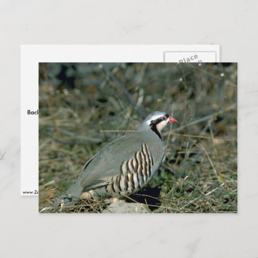 Carte Postale Perdrix de Chukar (Devant / Derrière)