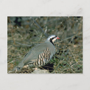 Carte Postale Perdrix de Chukar