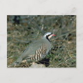 Carte Postale Perdrix de Chukar (Devant)