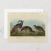 Carte Postale Perdrix en peluche et à pattes épaisses - Audubon' (Devant / Derrière)