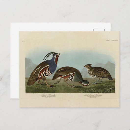 Carte Postale Perdrix en peluche et à pattes épaisses - Audubon' (Devant / Derrière)