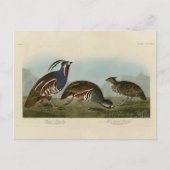 Carte Postale Perdrix en peluche et à pattes épaisses - Audubon' (Devant)