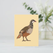 Carte Postale Perdrix oiseau Chukar (Debout devant)