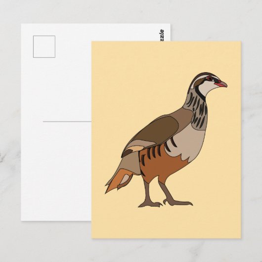 Carte Postale Perdrix oiseau Chukar (Devant / Derrière)