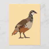 Carte Postale Perdrix oiseau Chukar (Devant)