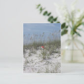 Carte Postale Perdu dans les dunes (Debout devant)