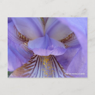 Carte Postale Perdu dans un rêve