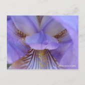 Carte Postale Perdu dans un rêve (Devant)