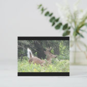 Carte Postale Père Bambis ? (Debout devant)