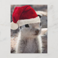 Carte postale père Noël Squirel