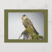 Carte postale Peregrine (Devant)
