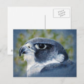 Carte Postale Peregrine-aérographe (Devant / Derrière)