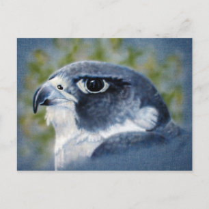 Carte Postale Peregrine-aérographe