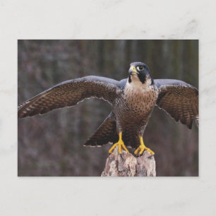 Carte Postale Peregrine Osprey