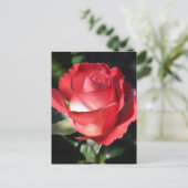 Carte Postale Perfection rose (Debout devant)