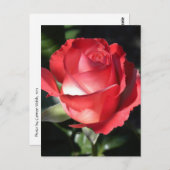 Carte Postale Perfection rose (Devant / Derrière)