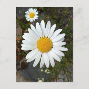 Carte postale Perky White Daisy Flower