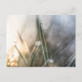 Carte Postale Perles de Dew Nature Photo (Devant)