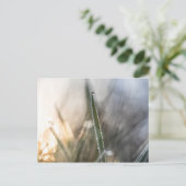 Carte Postale Perles de Dew Nature Photo (Debout devant)