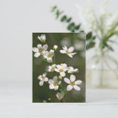 Carte Postale Perles de la nature (Debout devant)